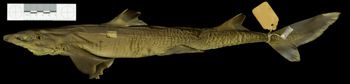 Media type: image;   Ichthyology S-1458